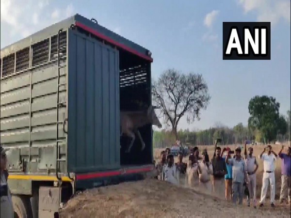Swamp deer being released in Bandhavgarh Tiger Reserve (Photo/ANI)