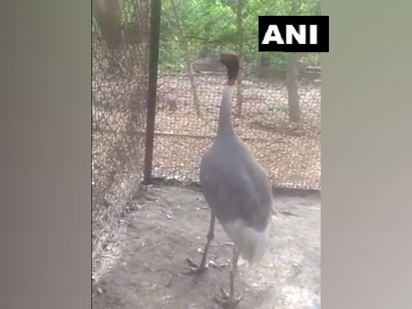 Sarus crane quarantined in Kanpur zoo (Photo/ANI)