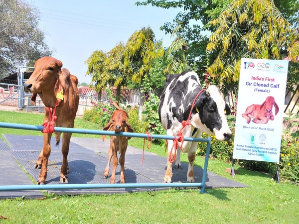 India's first cloned desi Gir female calf produced at NDRI. (Photo/ ANI)