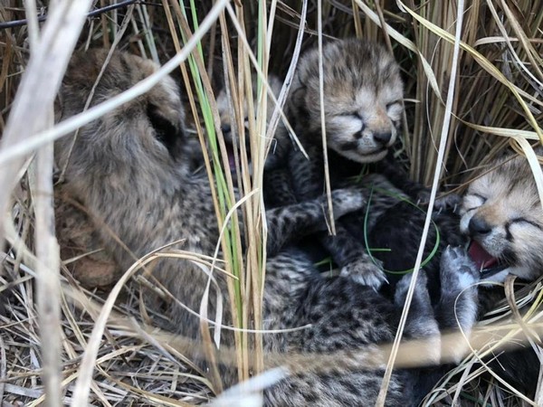Cheetah cubs