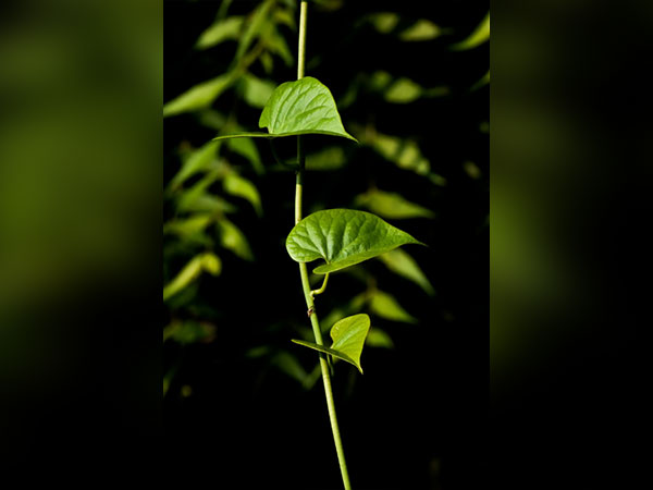 Representative Image.