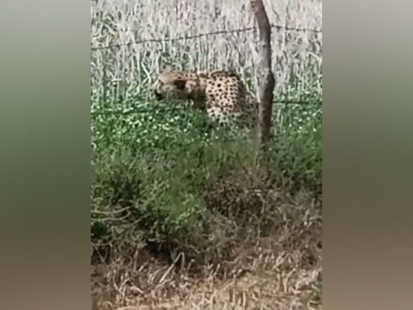 Cheetah Oban in Jhar Baroda village (ANI)