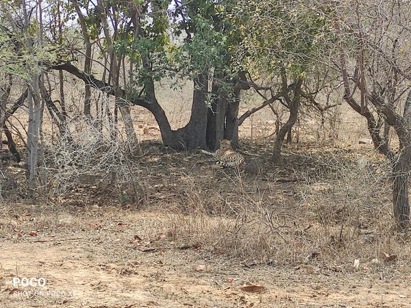 Namibian Cheetah 'Oban' (Photo/forest department)
