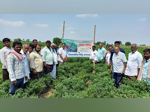 Scientists and progressive farmers visited NCH - 6889 farmer field in Guntur, Andhra Pradesh