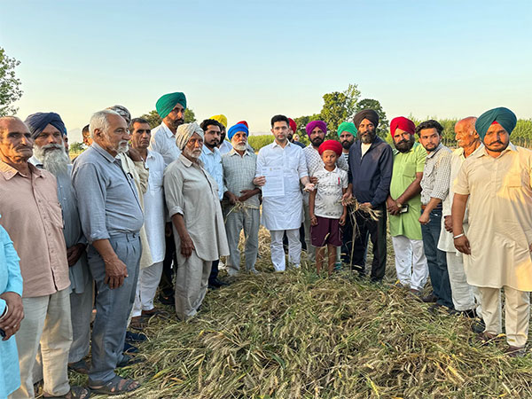 AAP Rajya Sabha MP Raghav Chadha (Photo/ANI)