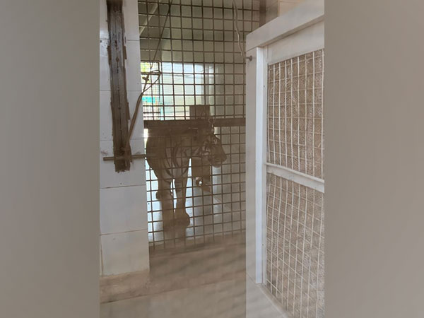 Tiger standing in front of water cooler at the park (Photo/ANI)