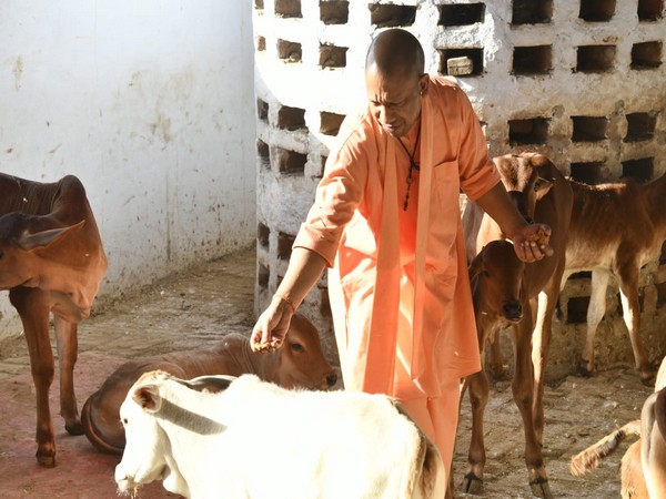 CM Yogi fed jaggery to cattle in Gaushala (Photo/ANI)