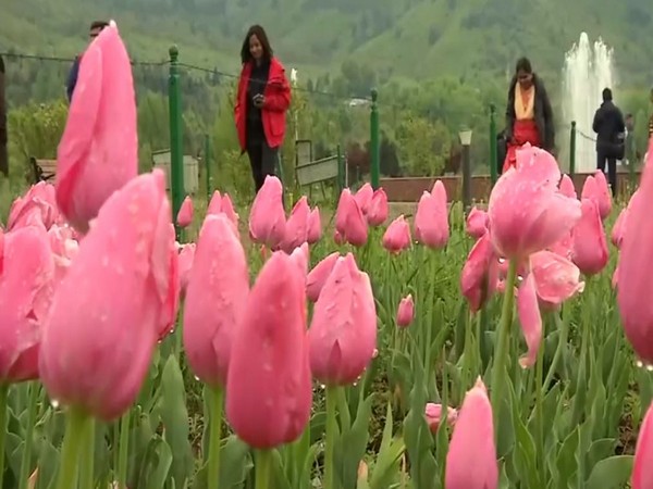 Visual of tulip garden in Srinagar (Photo/ANI)