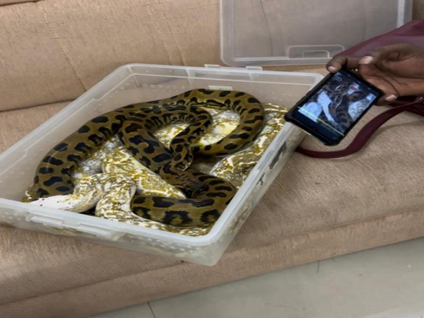 The recovered snakes. (Photo/Twitter:@ChennaiCustoms)