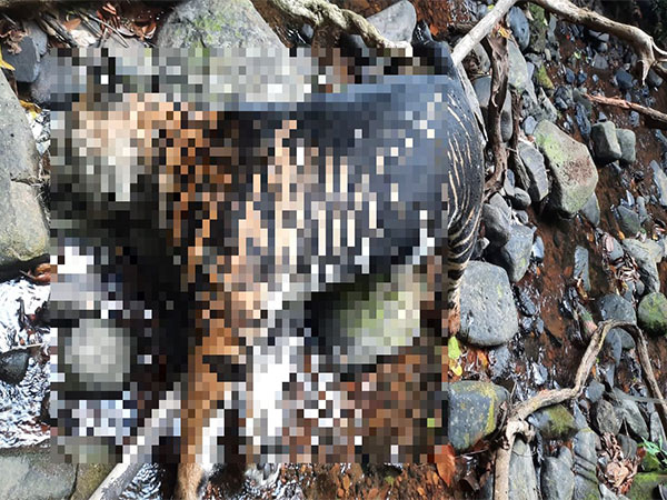 A rare melanistic tiger was found dead in Similipal Tiger Reserve, Odisha. (Photo/ANI)