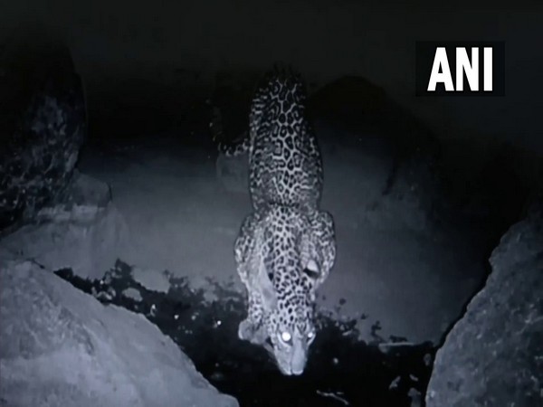 Leopard Census underway in Gujarat's Dang (Photo/ANI)