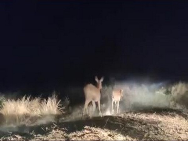 Swamp deer released in BTR (Photo/forest department)