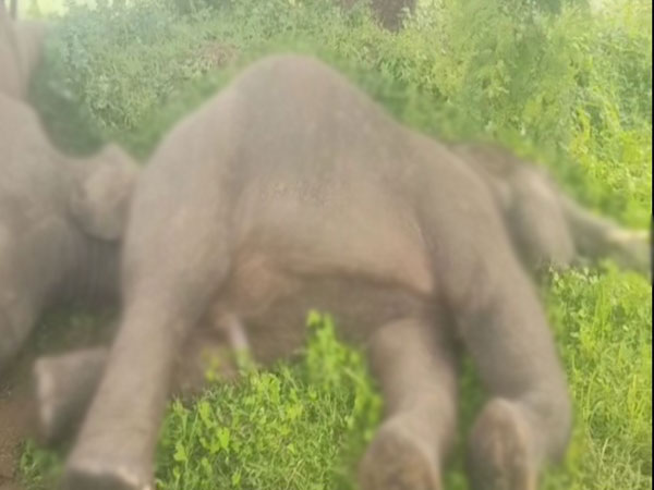 Four elephants die in Andhra Pradesh's Srikakulam; electrocution suspected (Image: ANI)