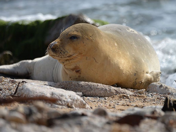 Endangered monk seal spotted on Israeli beach. (Photo Credit: TPS)