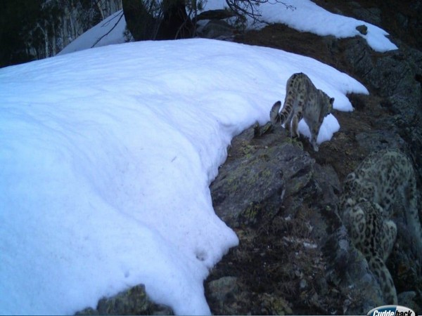 Visual from the spot shows a snow leopard (Photo/ANI)