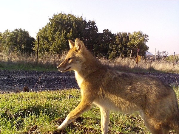 A long-furred jackal in the Golan Heights. (Photo Credit: TPS)