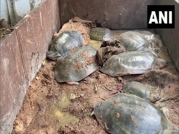 Police recovers 13 turtles being smuggled from Etawah to  Uttarakhand (Photo/ANI)