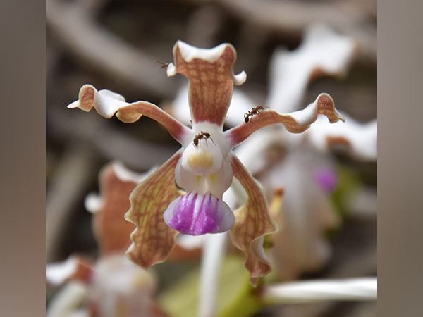 Research Wing of Uttarakhand Forest Department releases report highlighting conservation of 2035 plant species (Photo credit/ Forest research, Uttarakhand)