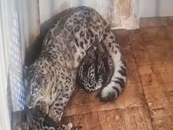 Darjeeling Zoo welcomes 5 newborn snow leopard cubs (Photo/PNHZ official)