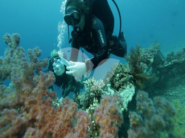 Coral Reefs in the Gulf of Eilat (Gulf of Aqaba). (Photo Credit: TPS)