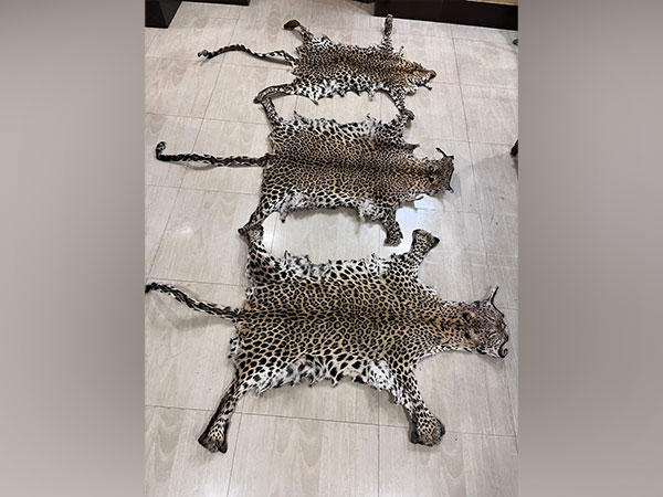 STF seizes 3 leopard skins in Rayagada, Odisha. (Photo/ANI)