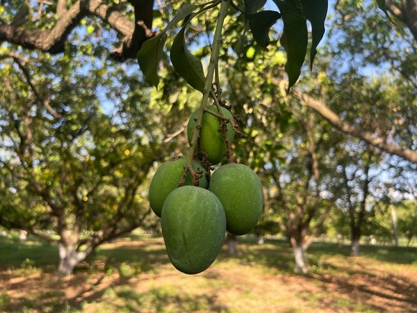 Dahiyar Mango (Photo/ANI)