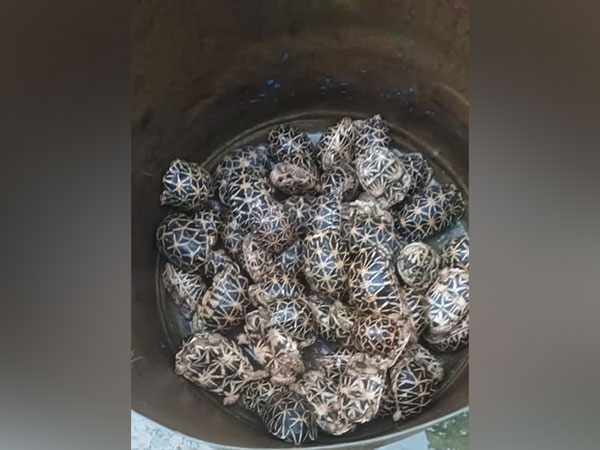 BSF rescues 140 turtles from smugglers on Indo-Bangladesh border. (Photo/ANI)