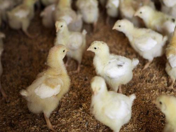 Representative Image. (Photo: Reuters)