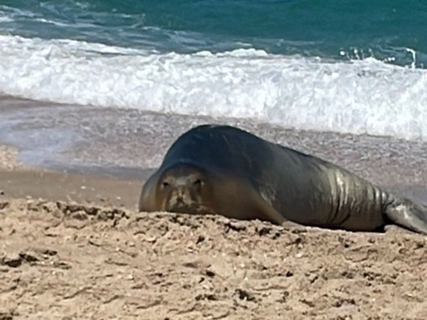 Julia, an endangered Mediterranean monk seal, on Israel's Palmachim beach. (Photo Credit: TPS)