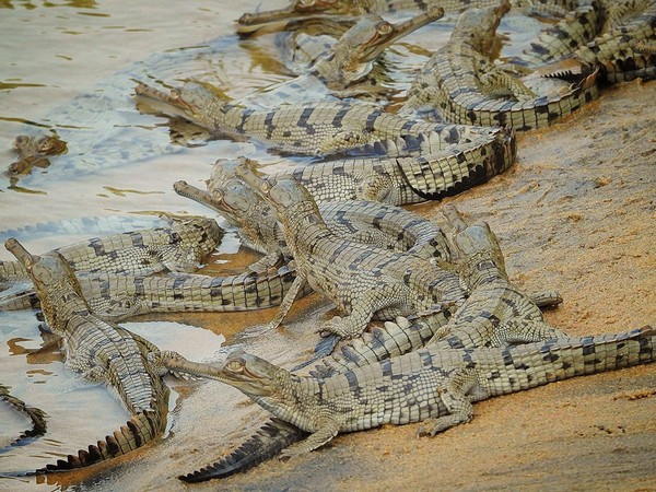 Gharial hatchlings spotted for third consecutive year (Photo/ANI)