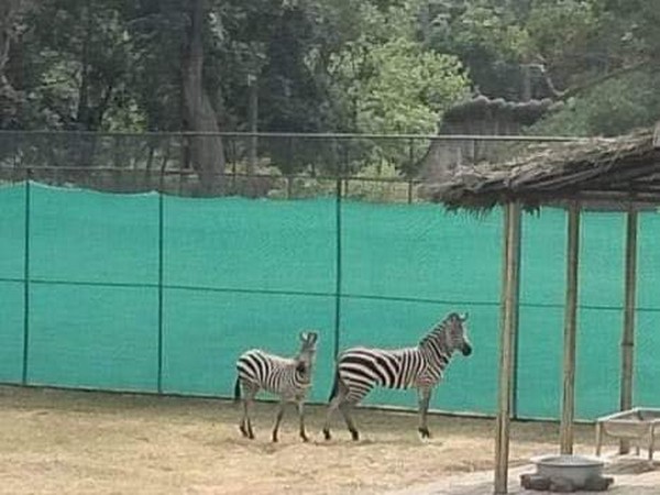 Assam State Zoo welcomes Zebras after three decades(Photo/ANI)