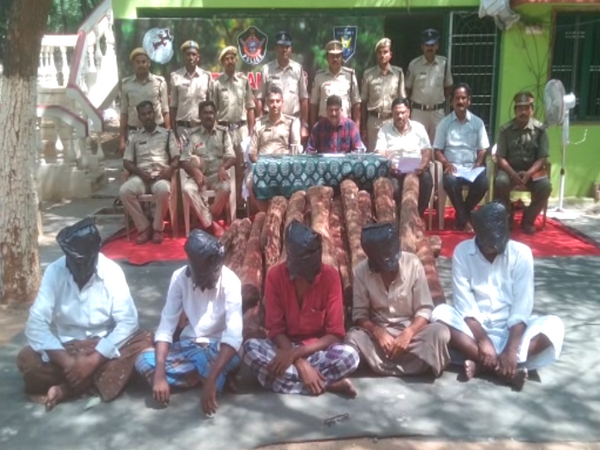 62 red sandalwood logs seized in three cases, five arrested (Photo/ANI)