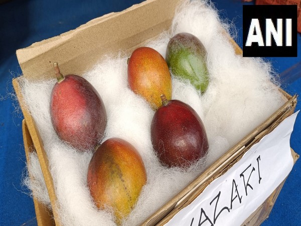 World's most expensive mango Miyazaki on display at Siliguri Mangor Festival, West Bengal. (Photo/ANI)