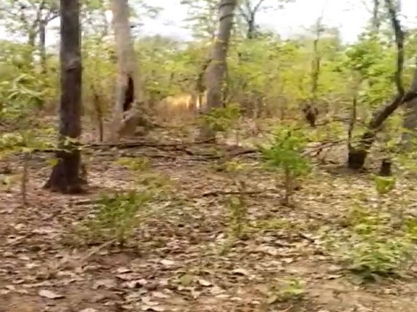 Visual of the spot (Photo/ANI)