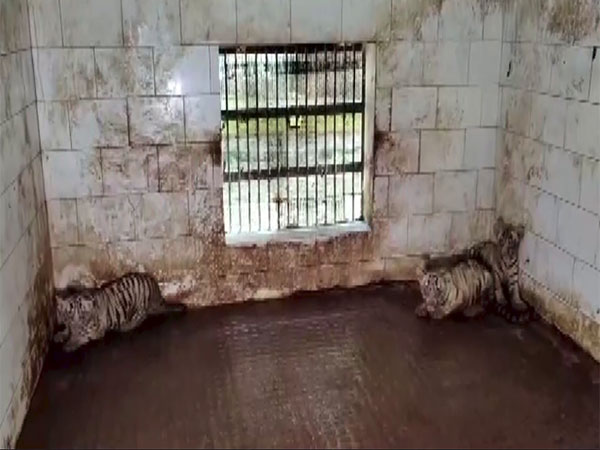 Visual from Maitri Bagh Zoo (Photo/ANI)