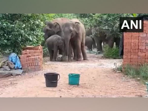 Elephants drinking water from buckets in a Andhra village  