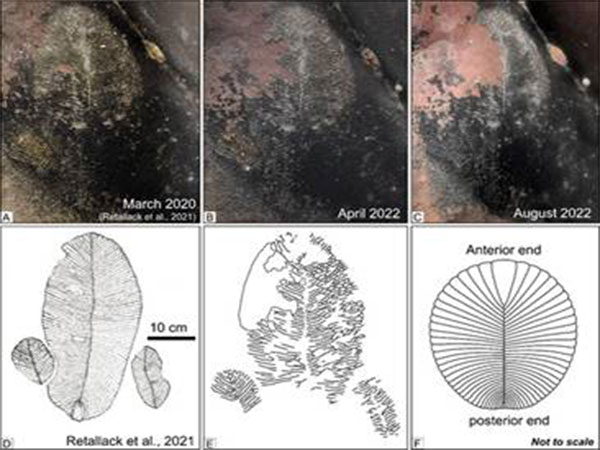  Dickinsonia fossil (Image source: Twitter)