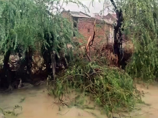 A tree got uprooted due to strong winds and heavy rainfall triggered by the cyclone 'Biparjoy', in Banaskantha on Saturday. (Photo/ANI)