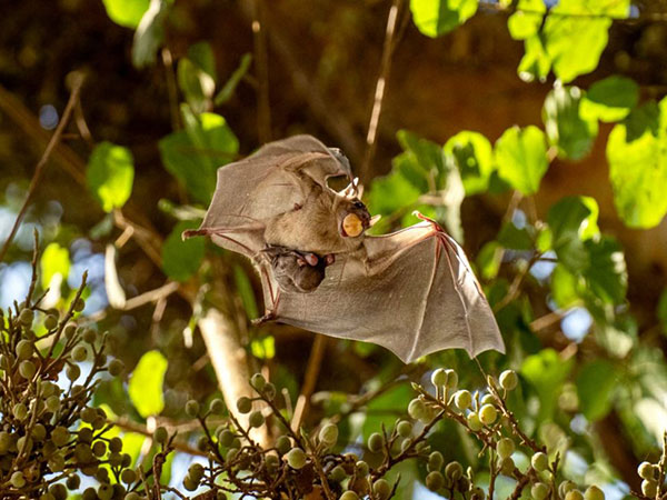 An Egyptian fruit bat (Photo Credit: TPS)