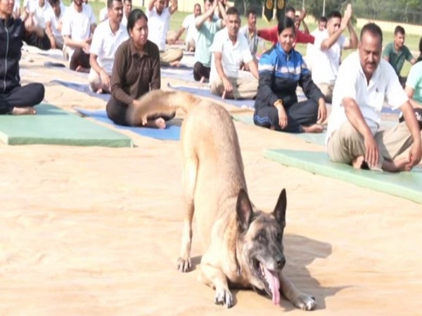 ITBP canine member at a yoga event in Udhampur(Photo/ANI)