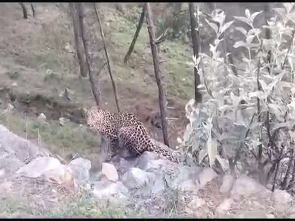 Leopard spotted in Gorun village under Uttarkashi (Photo/ANI)