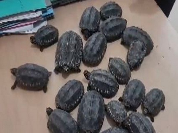 Visuals of the recovered 19 special species of tortoises (Photo/ANI)