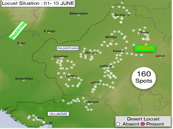 Image Courtesy: Locust Warning Organisation