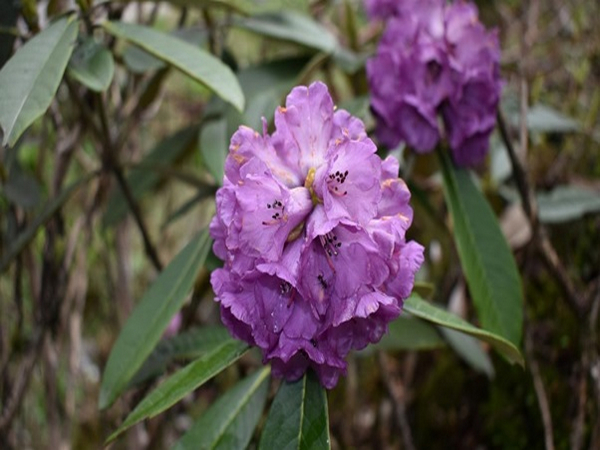 A rhododendron plant (Photo/ANI) 