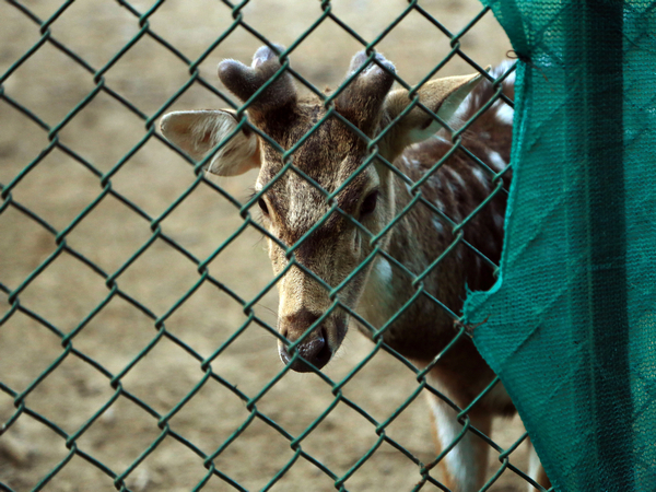A swamp deer seen inside its enclosure, at Deer Park, Hauz Khas, in New Delhi. (Photo/ANI)