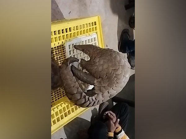 Pangolin rescued by forest officials (ANI)