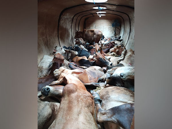 Police seize large number of cattle heads from oil tanker in Assam's Kamrup. (Photo/ANI)
