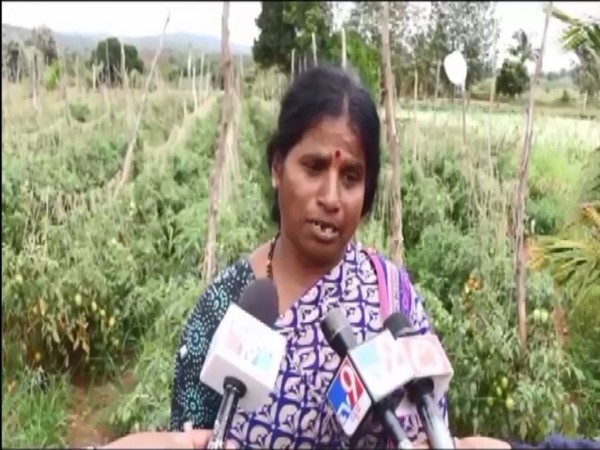  Dharini says her tomato crop worth Rs 2.5 lakh has been stolen (Photo/ANI)
