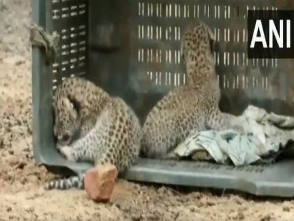 Two leopard cubs rescued in Haryana's Nuh district (Image/ANI)