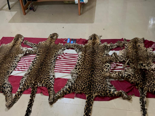 Four leopard skin sized by forest department in Odisha's Mayurbhanj (Photo/ANI)